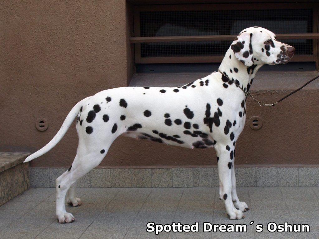 Ch. Spotted Dream´s Oshun