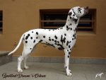 Spotted Dream´s Oshun 3 Jahre